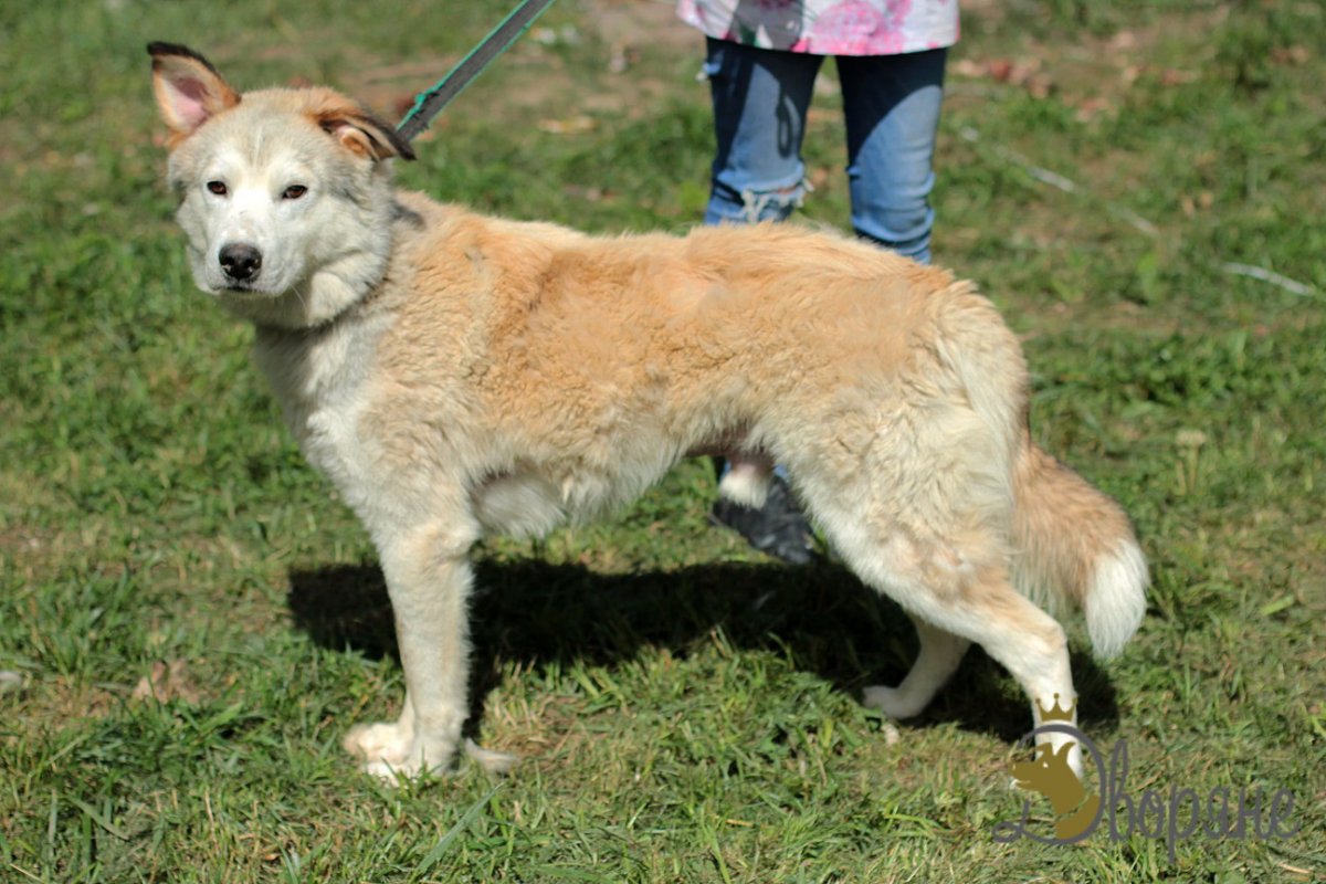 Алабай и хаски помесь