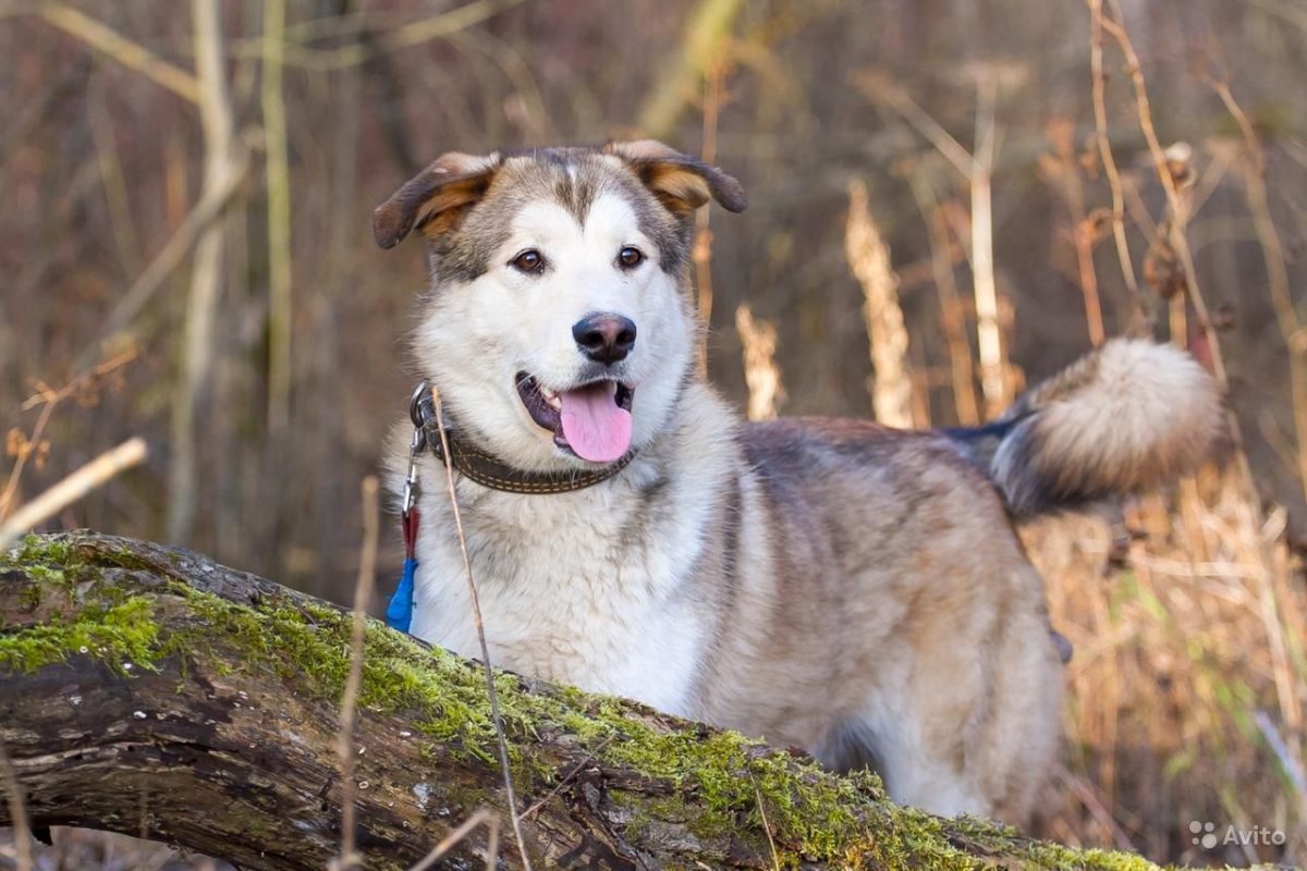Хаски пятёрка