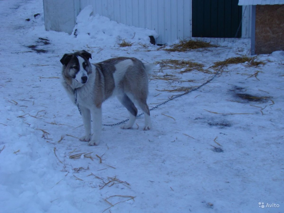 Алабай серый помеси