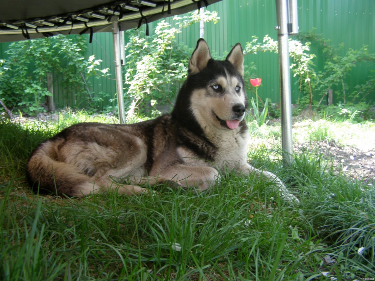 Немецкая овчарка волкодав