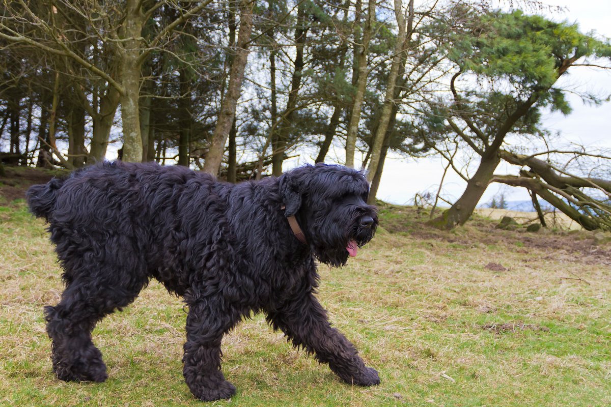 Русский черный терьер