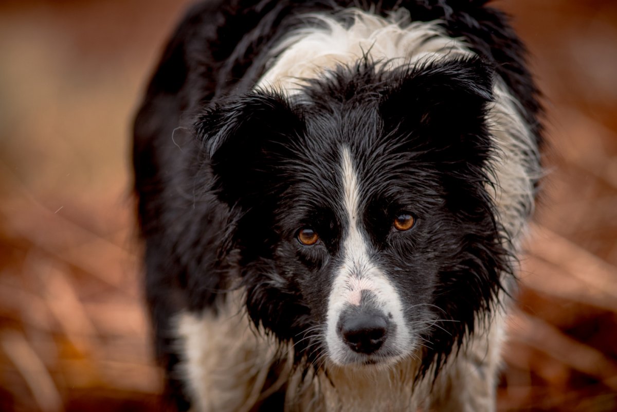 Бордер колли анатомия