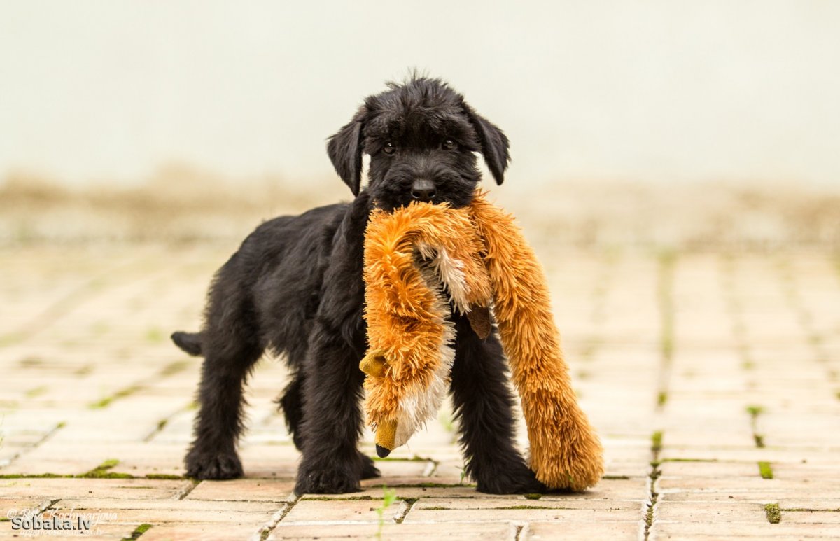 Собака для охраны квартиры и детей