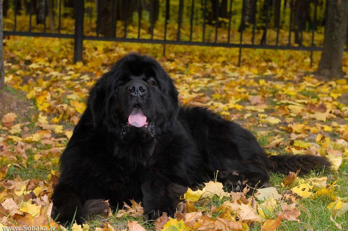 Русская сторожевая собака черная