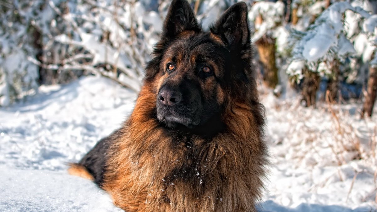 Длинношёрстная немецкая овчарк