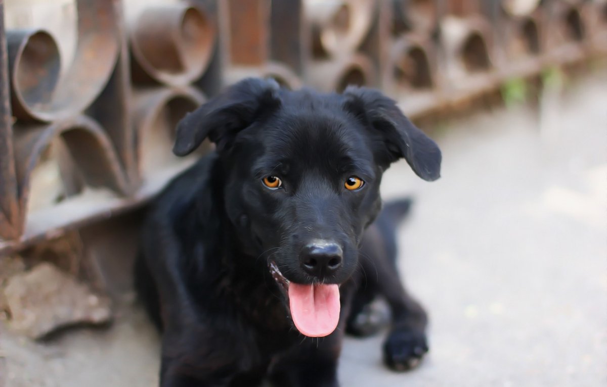 Австрийская овчарка черная