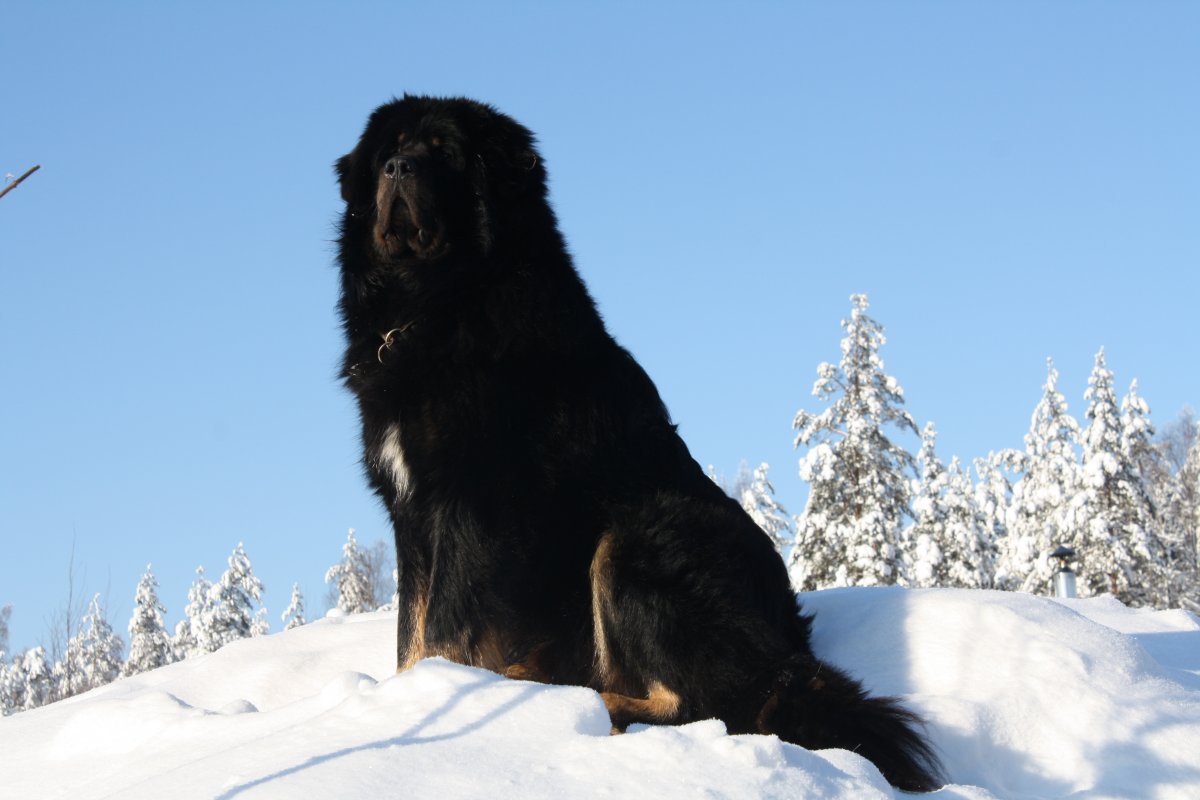 Сириус Блэк собака порода