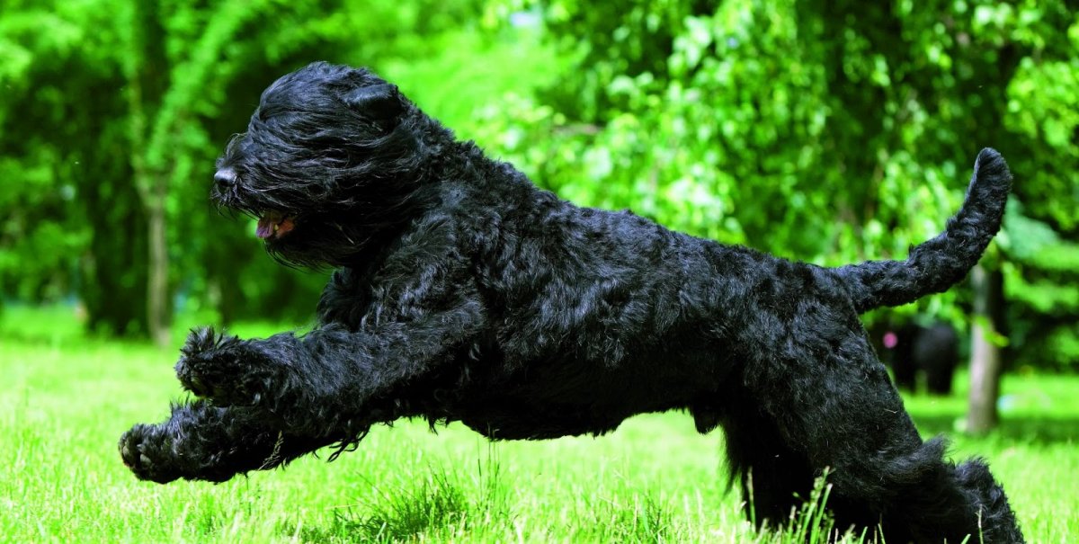 Русский черный терьер