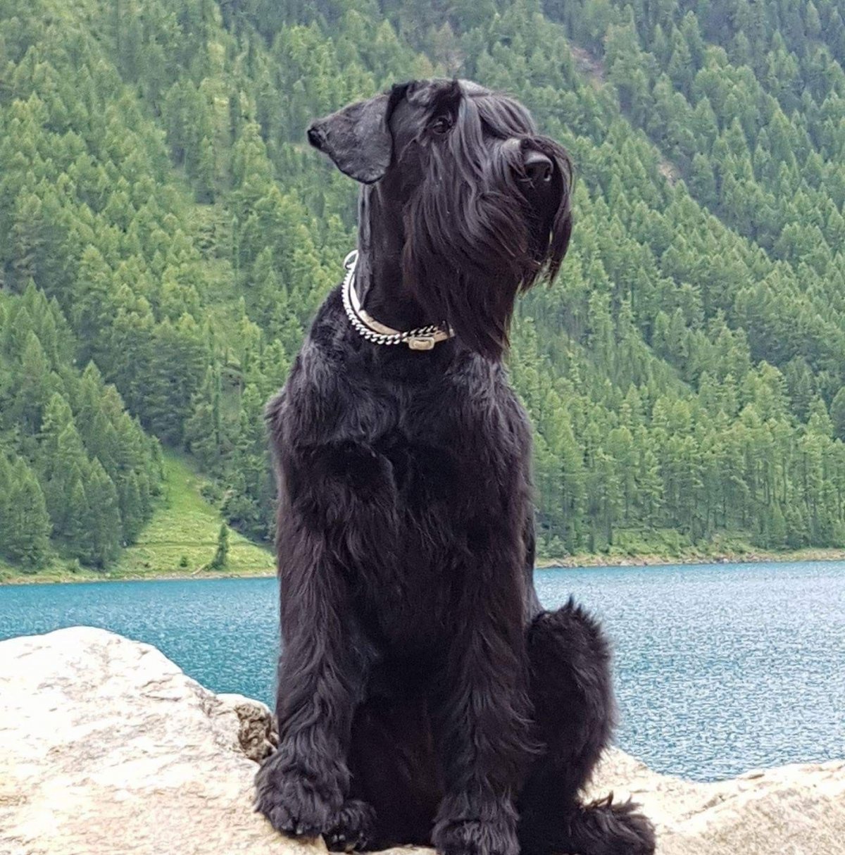 Ризер шнауцер