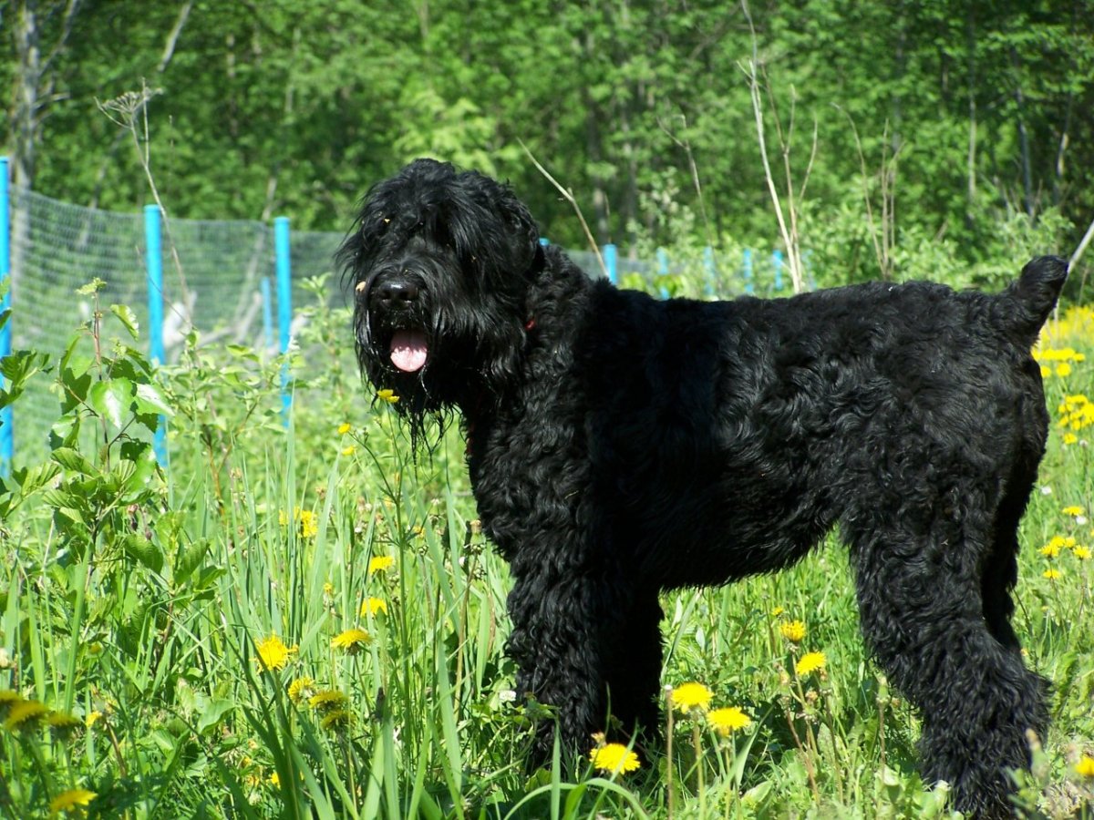 Русский черный терьер