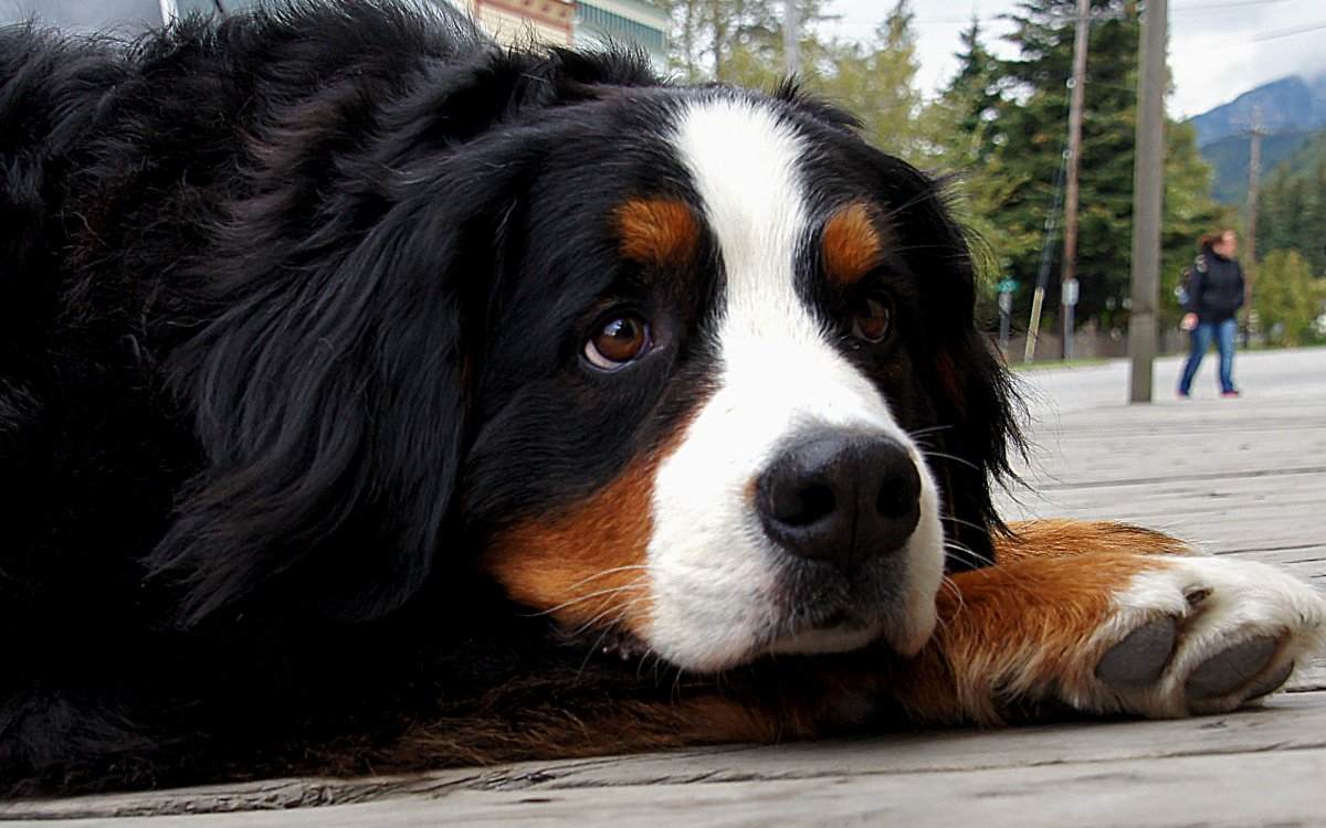 Сторожевой Бернский зенненхунд