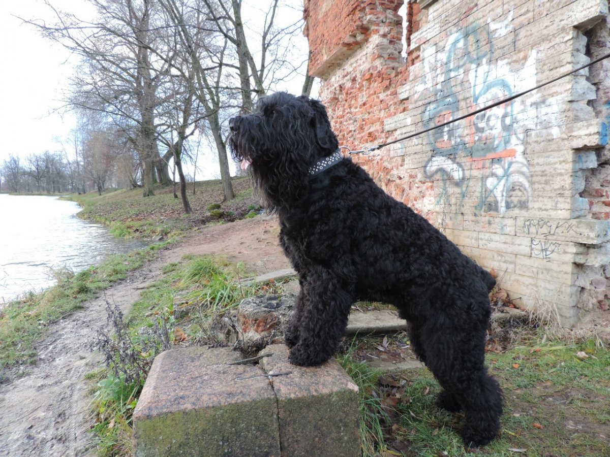 Черный терьер и Московская сторожевая