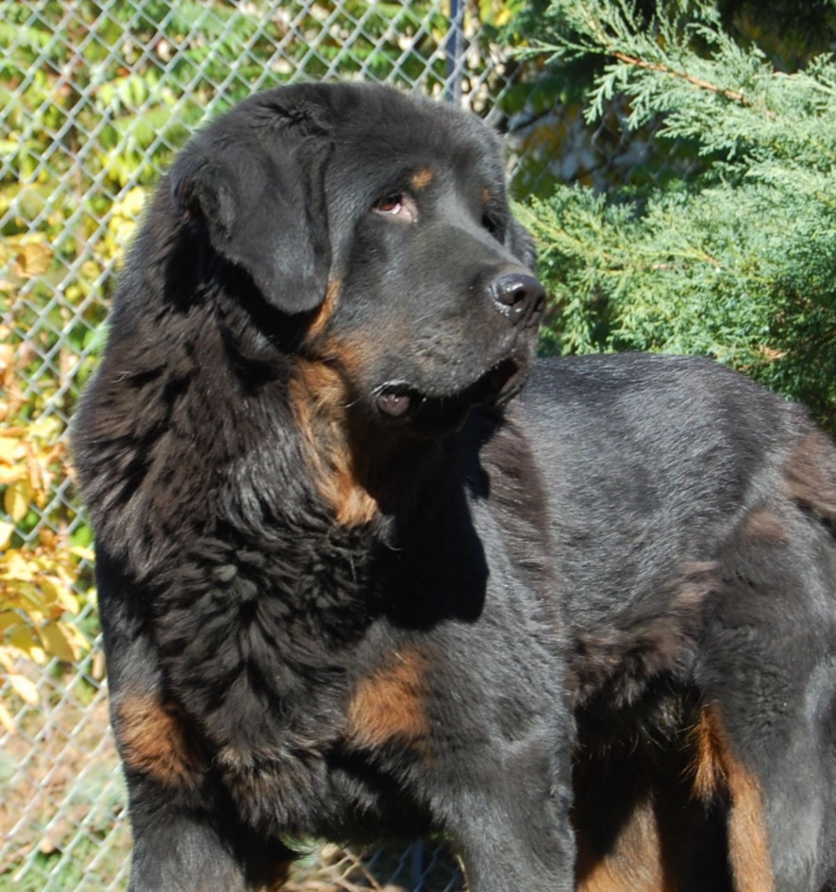 Собака водолаз ньюфаундленд