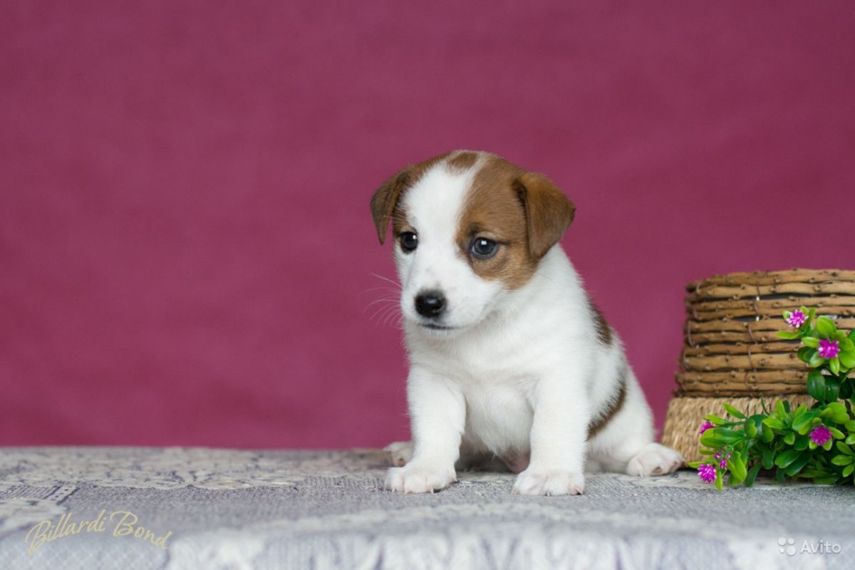 Джек Рассел терьер длинношерстный щенок