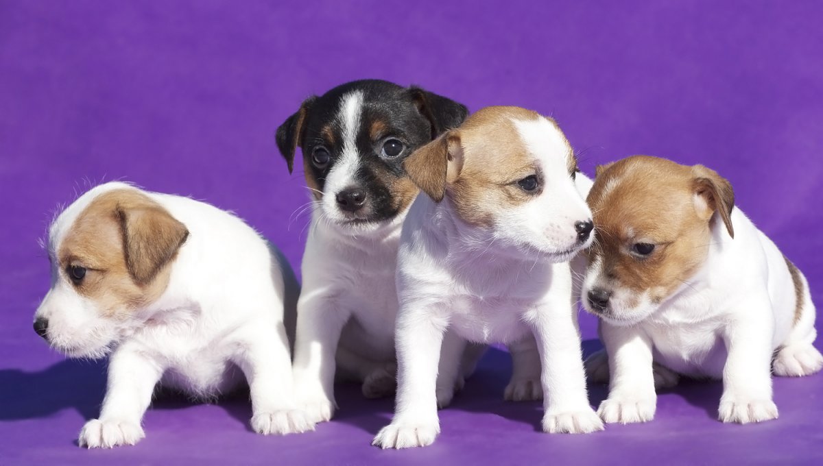 Джек Рассел терьер Лео Дарина Свит