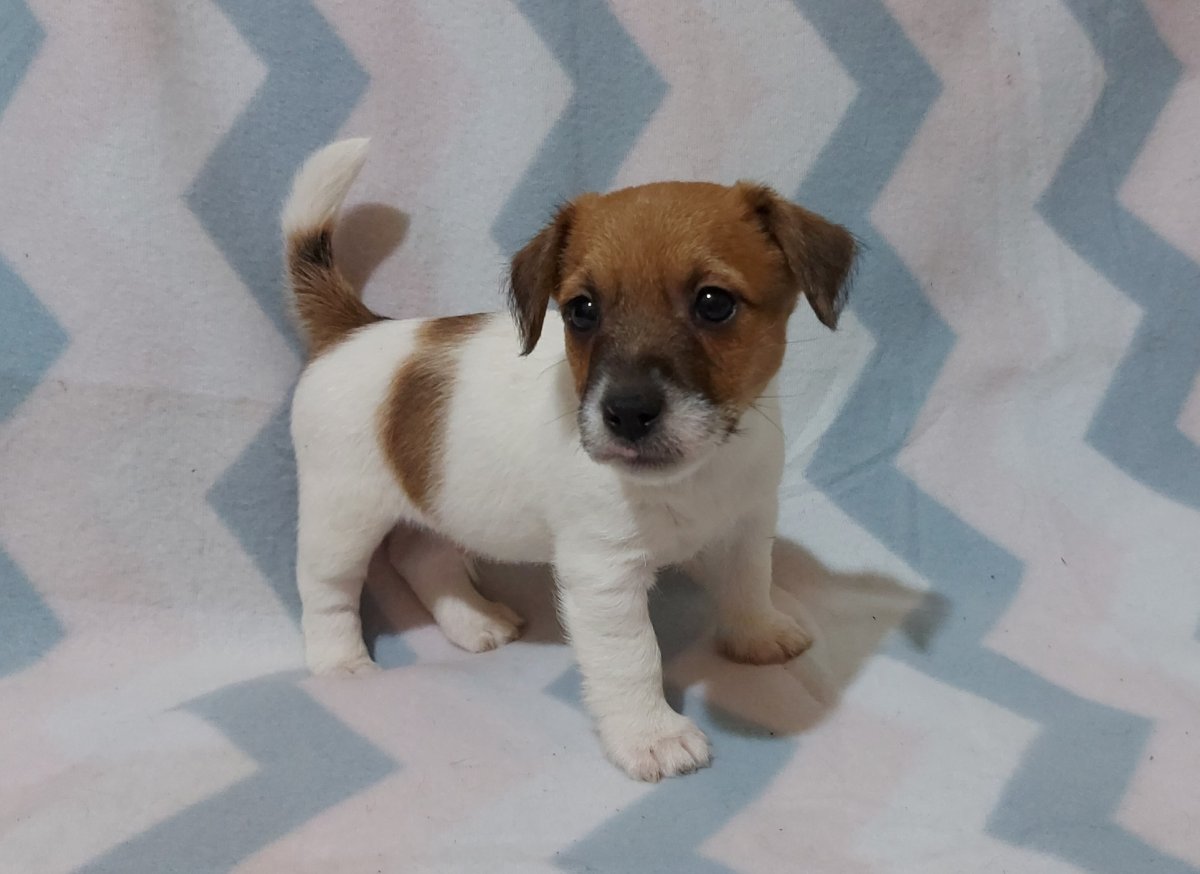 Неделя щенкам Джек Рассела