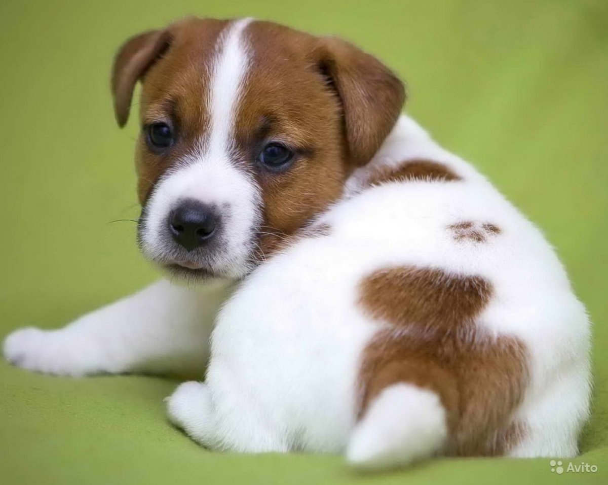 Дени стайл питомник Денис Скопинцев