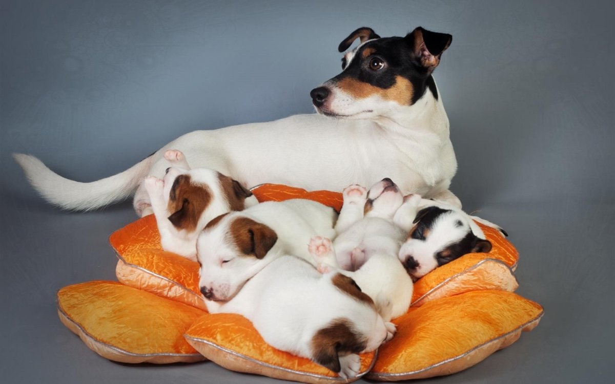 Джек Рассел щенки щенки