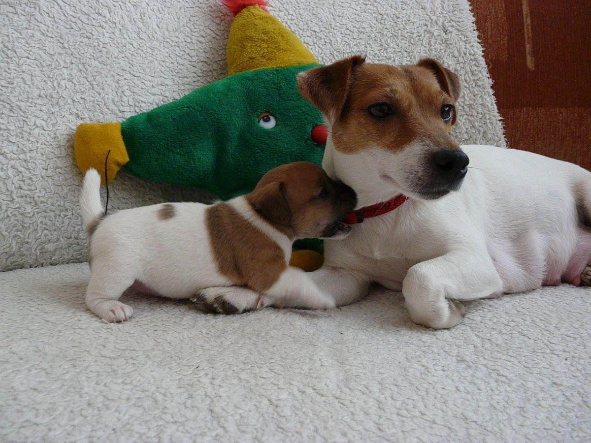 Джек Рассел щенок