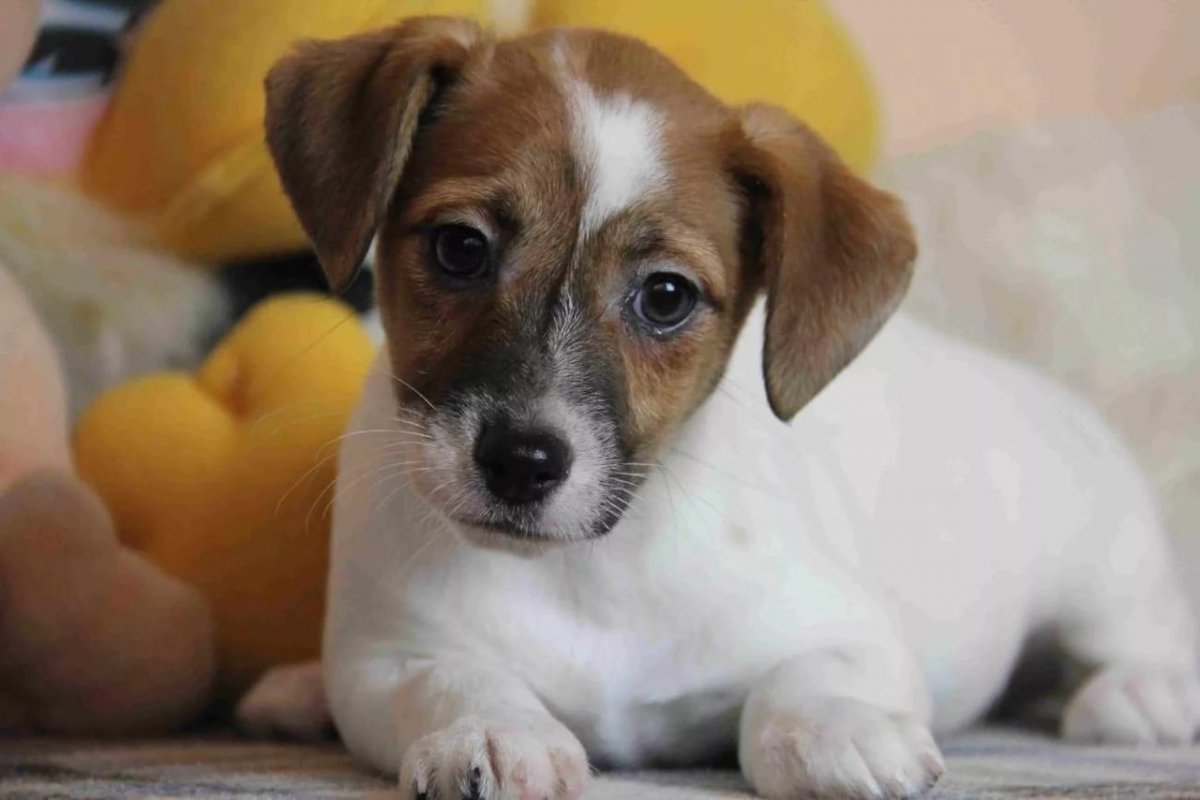 Щенки Джек Рассел терьера Йошкар-Ола Анциферова