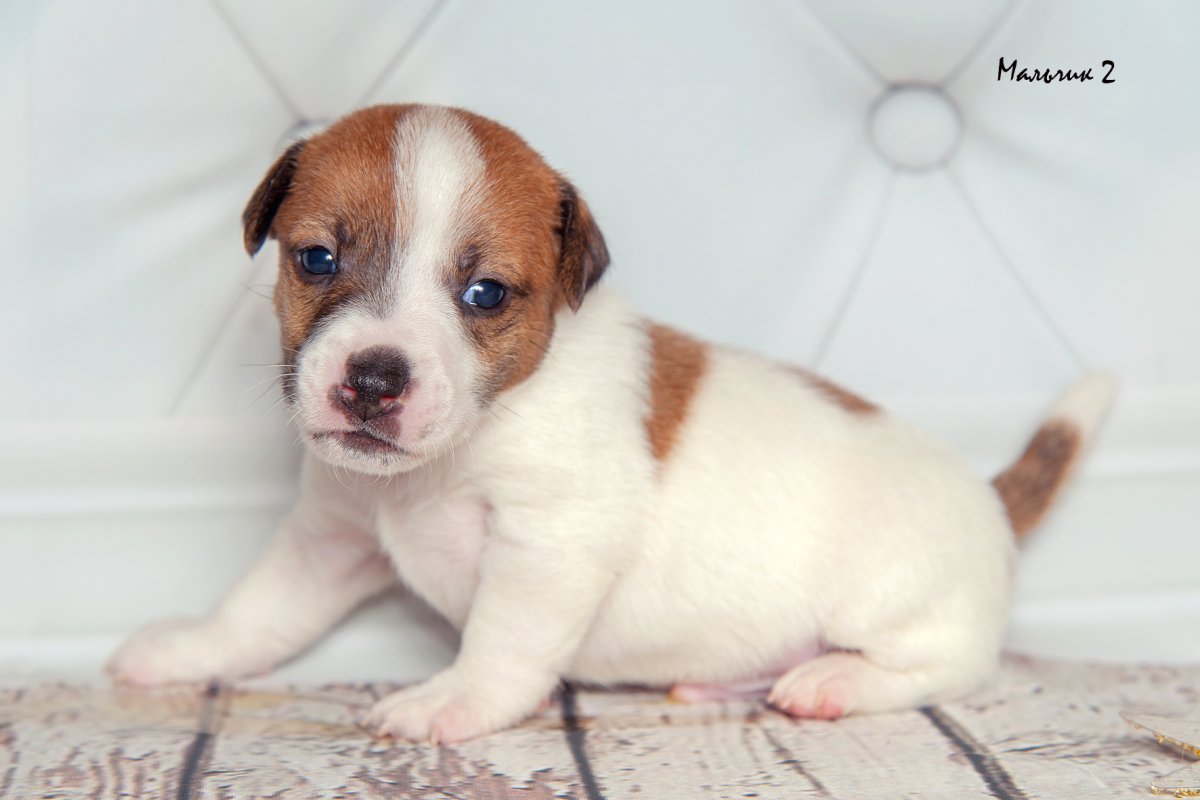 Джек Рассел терьер щенок при рождении