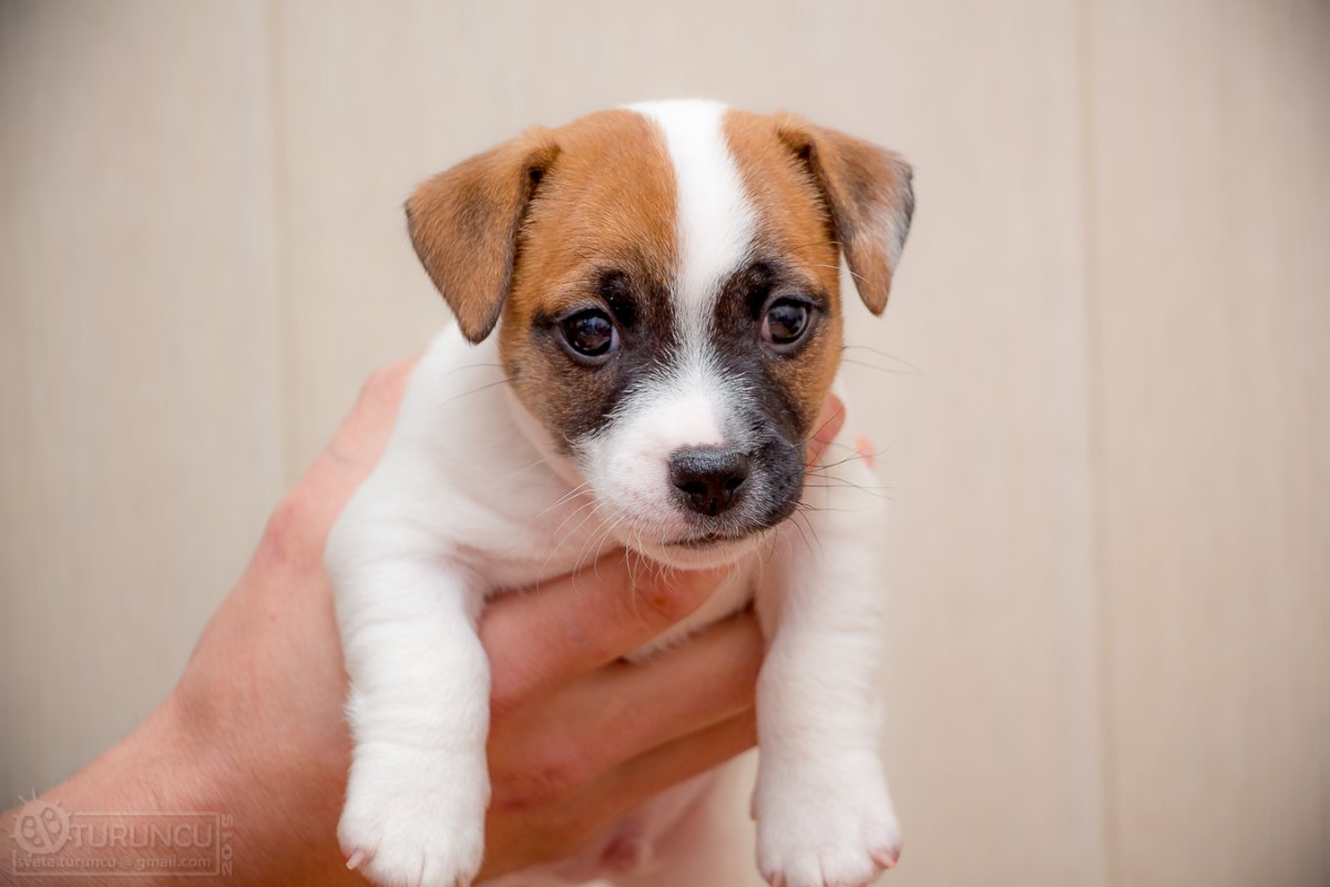 Авито щенки СПБ Джек Рассел