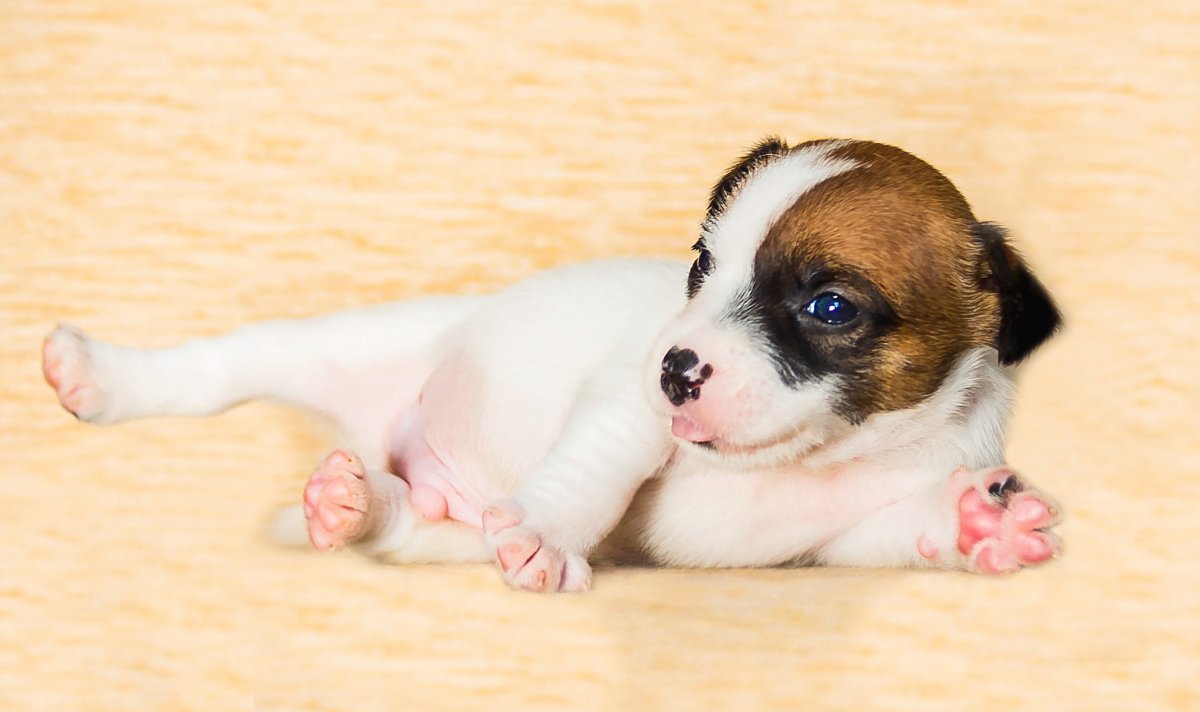 Джек Рассел терьер щенки новорождённые