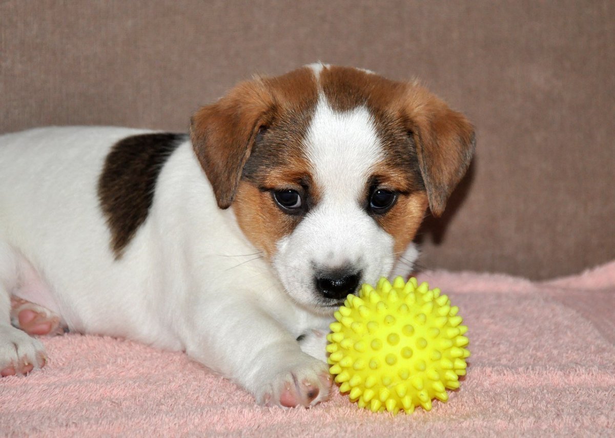 Джек Рассел терьер