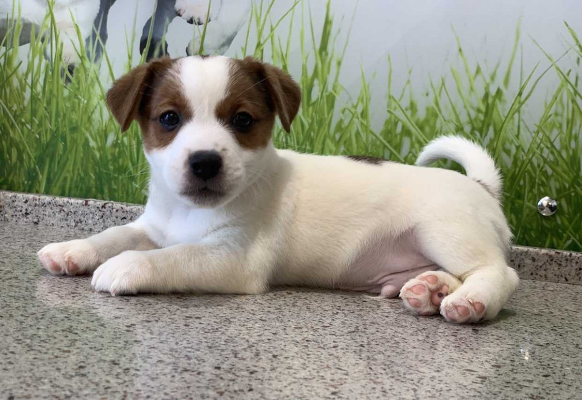 Как выглядят белые щенки терьеристого типа