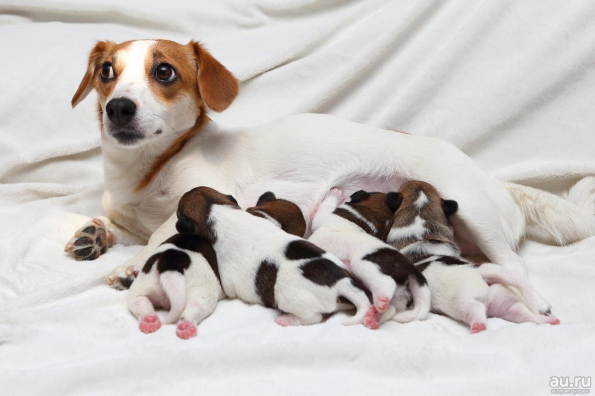 Новорожденные щенки Джек Рассел терьера