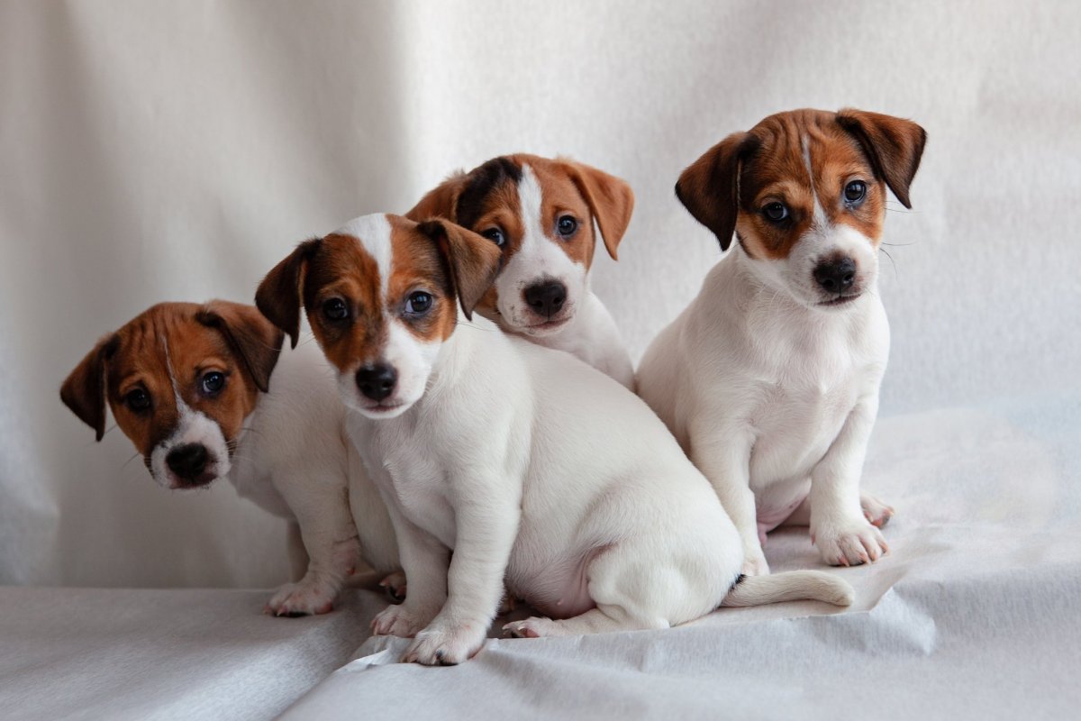 Джек Рассел терьер щенок