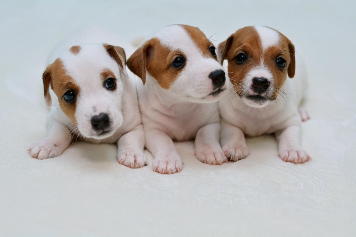 Джек Рассел терьер щенки новорождённые