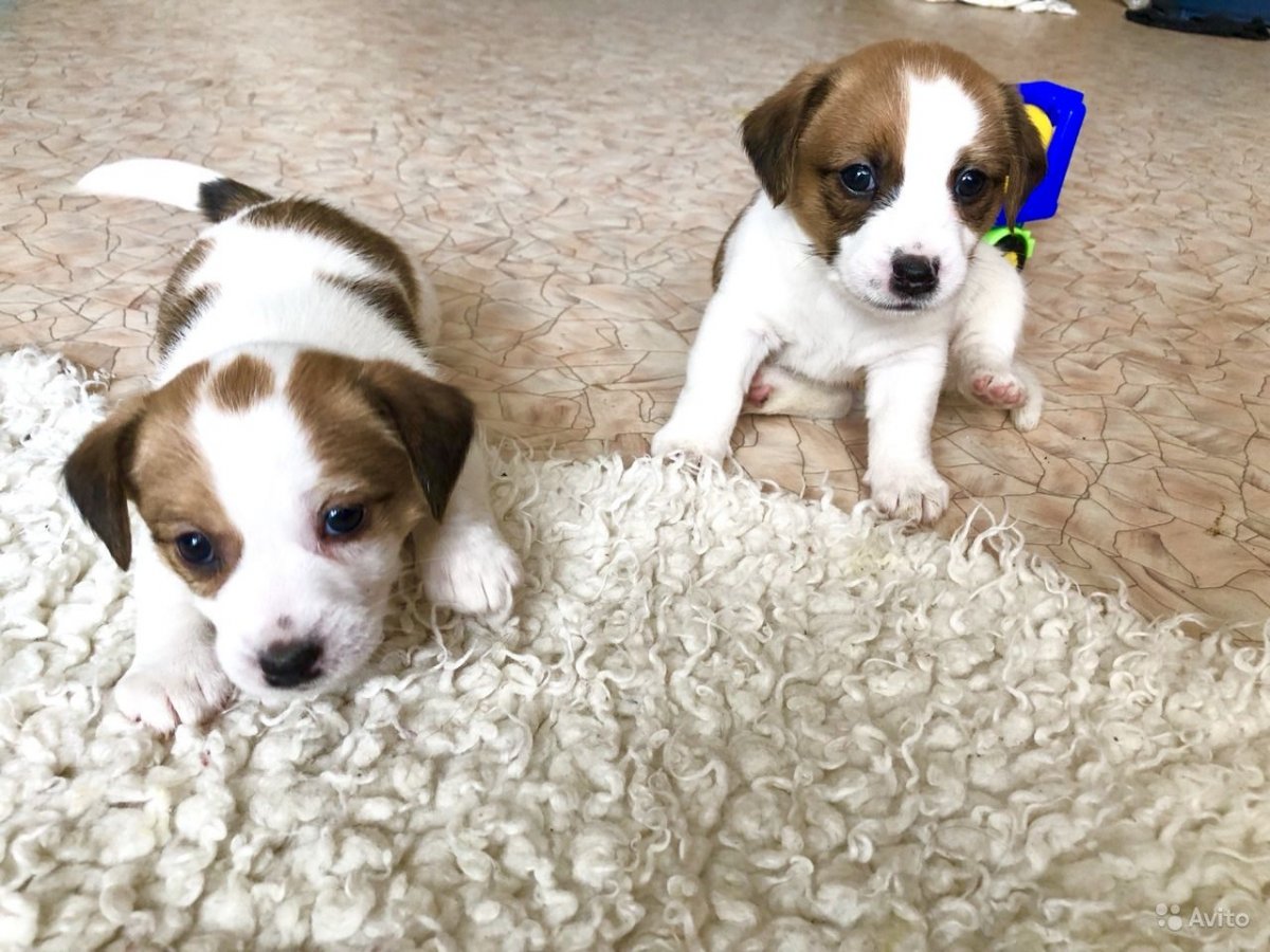 Джек-Рассел-терьер щенок 1 месяц