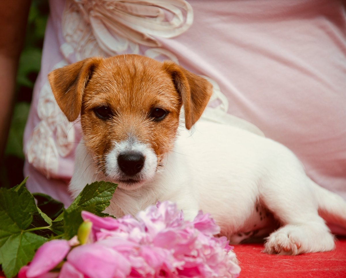 Джек-Рассел-терьер щенок 2 месяца