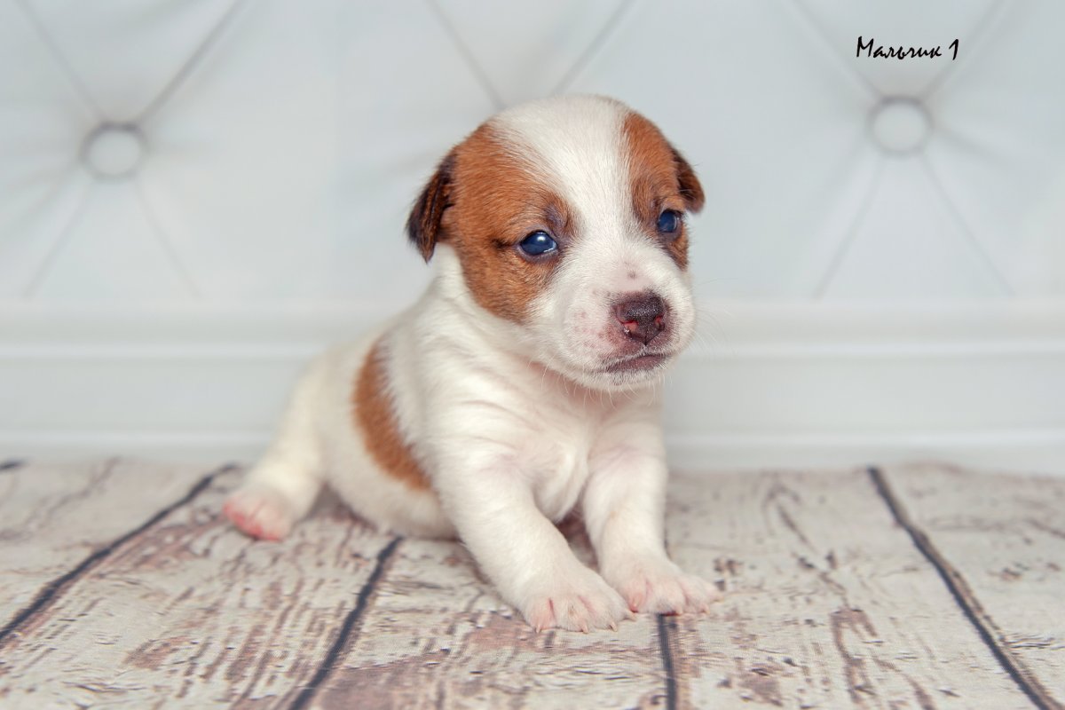 Джек Рассел терьер щенки новорождённые