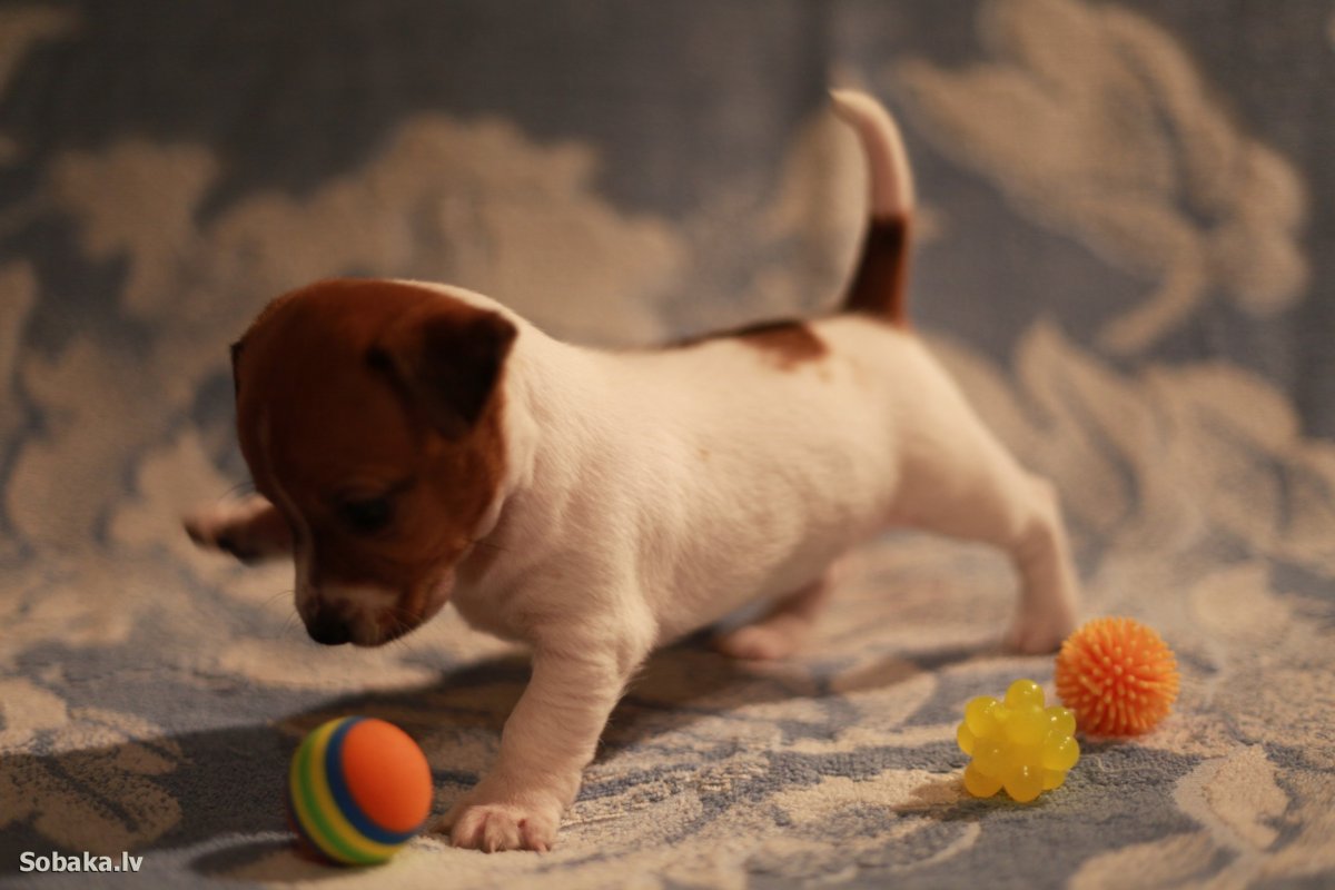 Джек Рассел терьер щенок