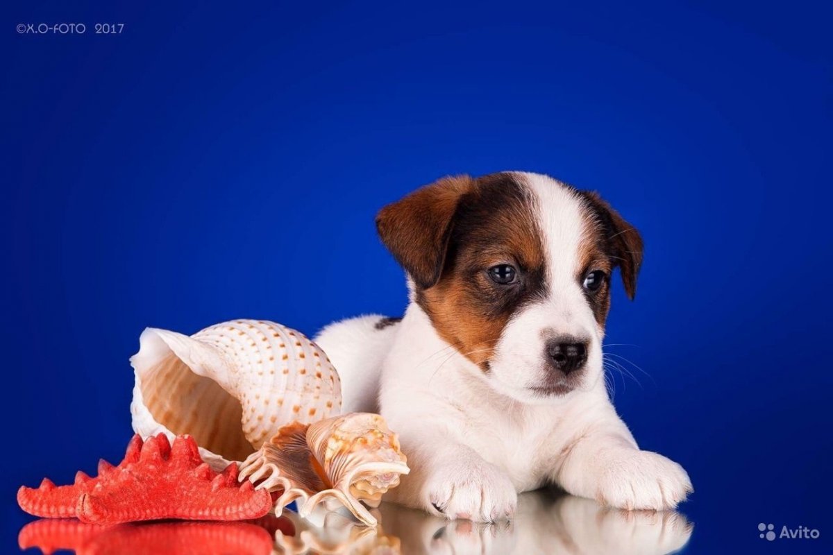 Джек Рассел терьер "питомник мy Веst friеnd",