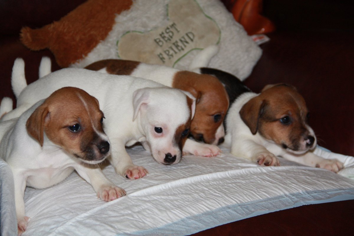 Малюсенькие щенки Джек-Рассел-терьера