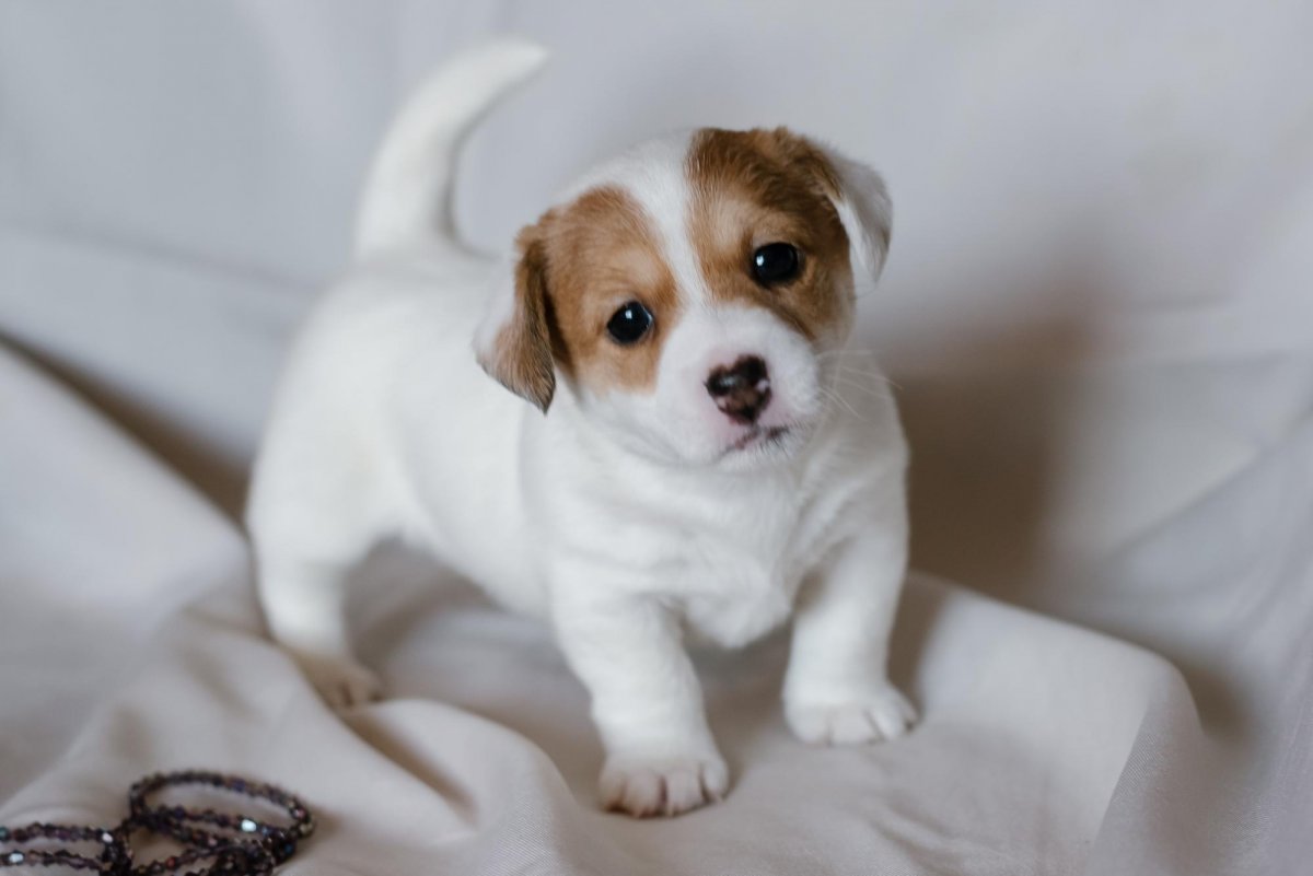 Джек-Рассел-терьер купить щенка