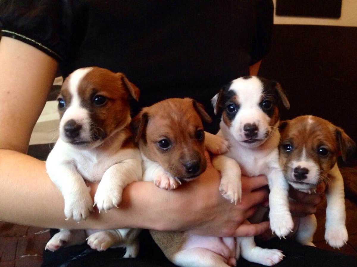 Джек Рассел терьер