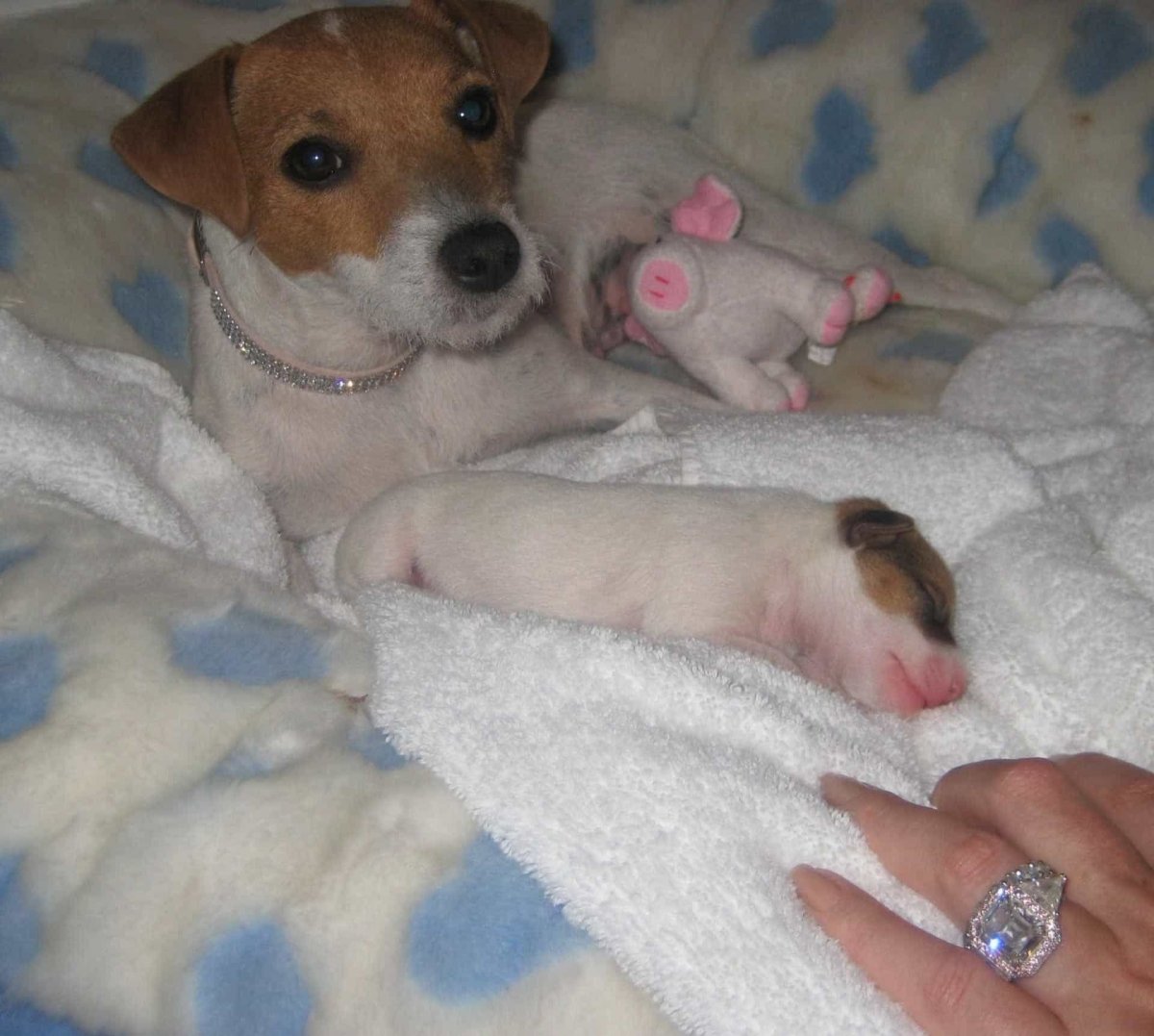 Джек Рассел терьер щенки новорождённые