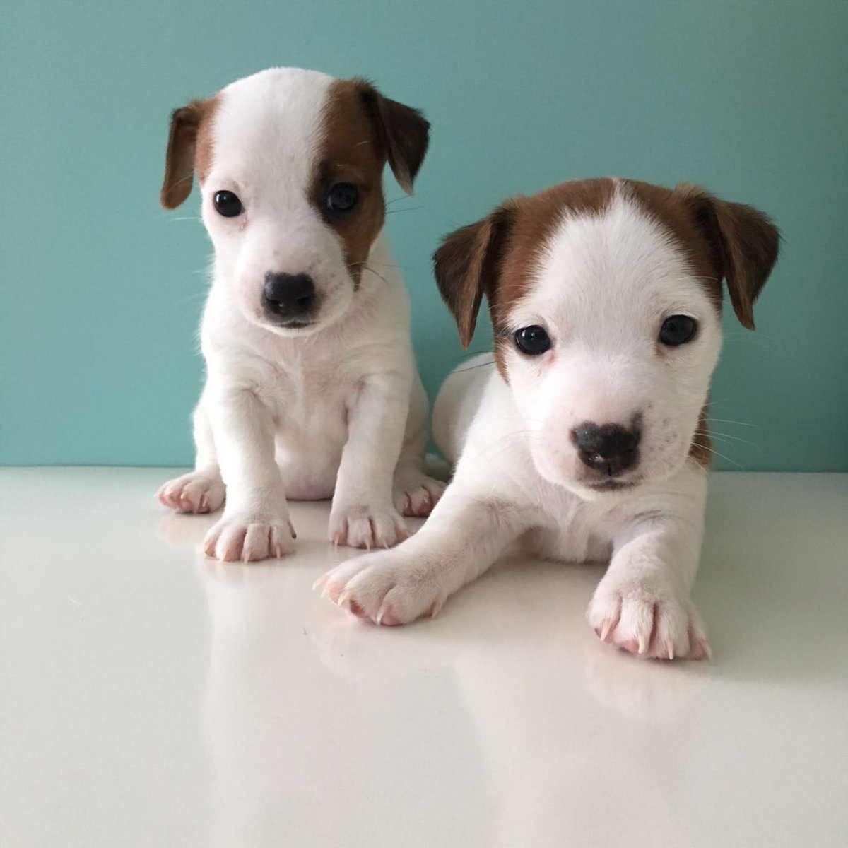 Джек Рассел терьер щенок