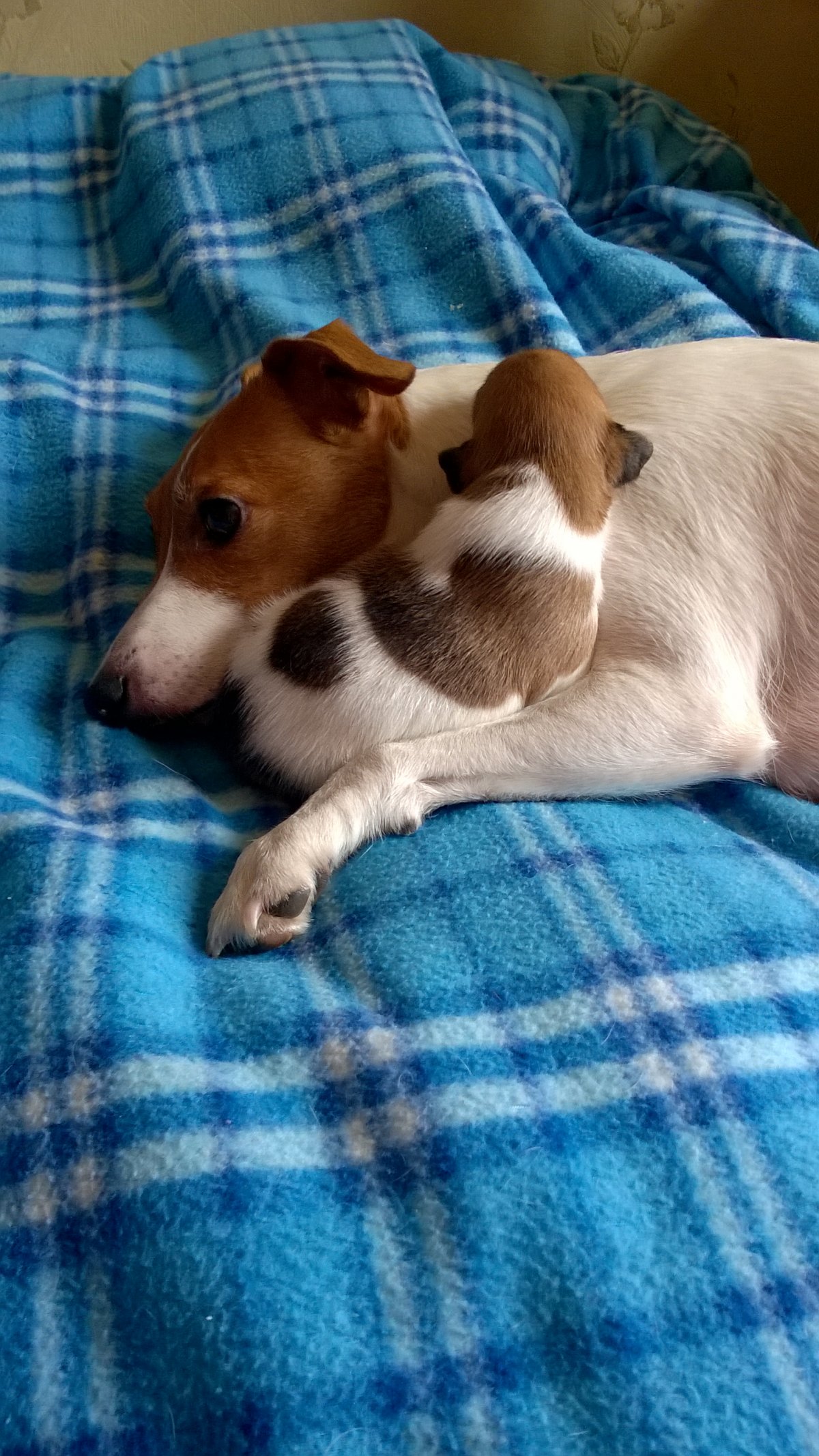 Собака Джек-Рассел-терьер щенок отвернулся