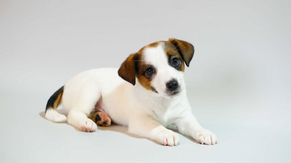 Щенки Джек Рассел 3 недели