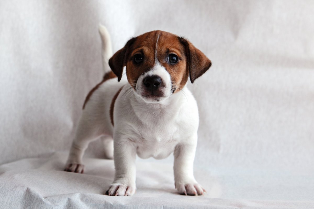 Джек Рассел 3 щенка