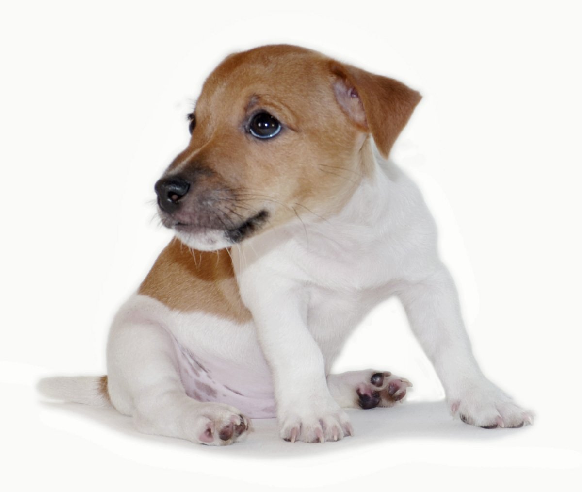 Джек Рассел щенки много