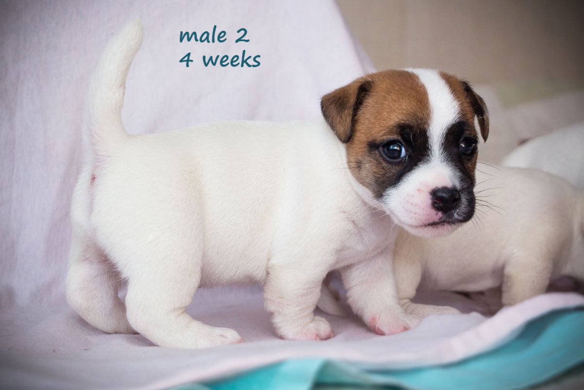 Джек Рассел терьер с браком по цвету