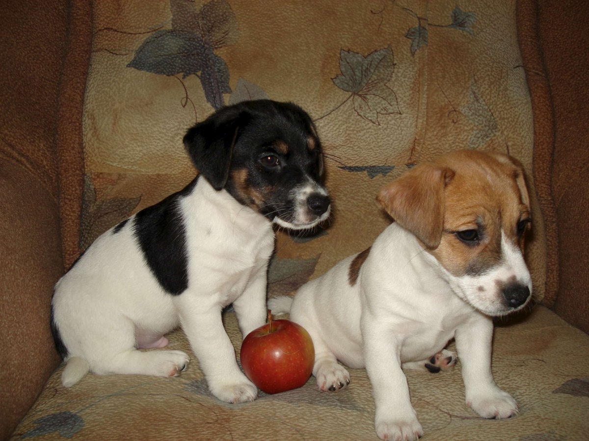 Джек Рассел терьер