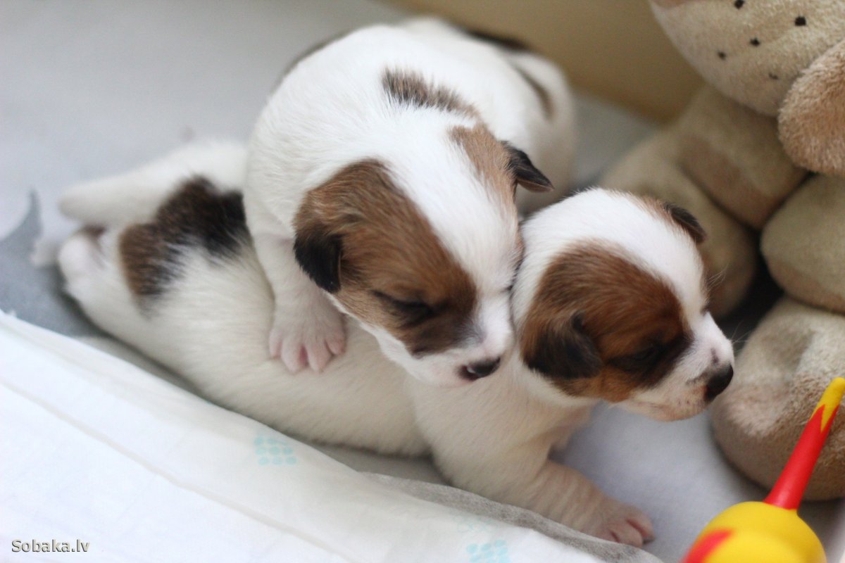 Джек Рассел терьер мама и щенки