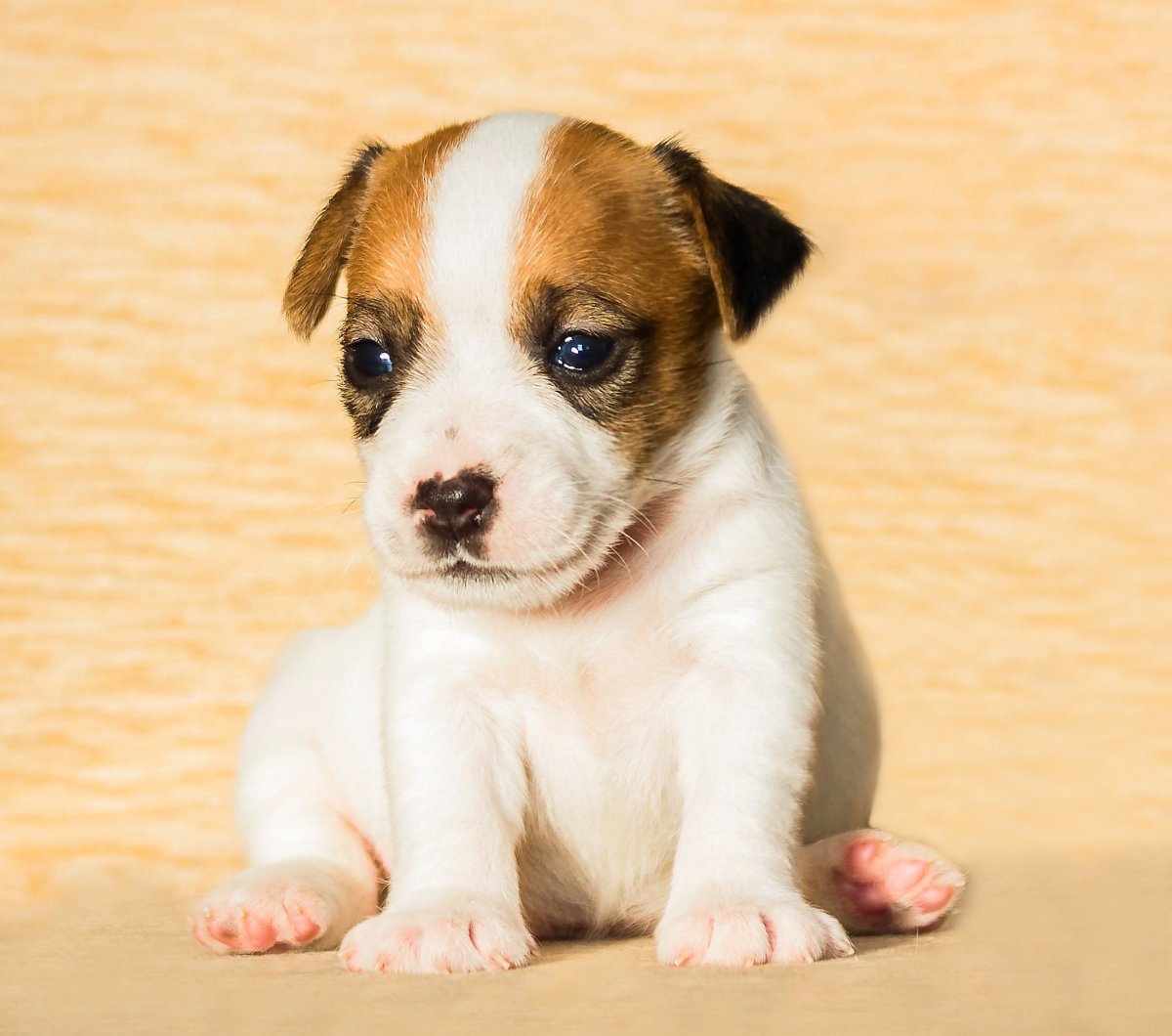 Недельные щенки Джек Рассел терьера